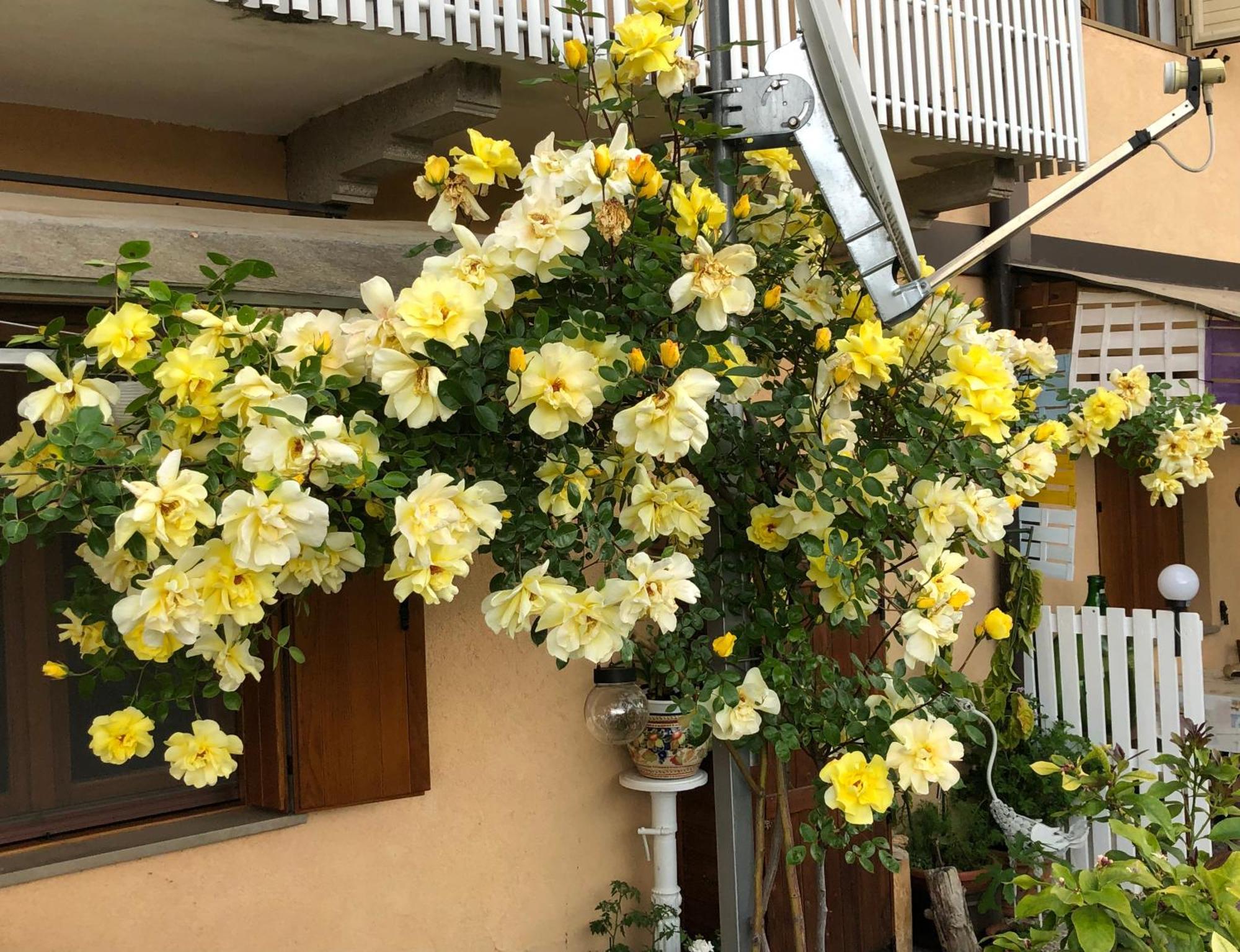 Bed and Breakfast Sensory Garden Сан-Даниэле-дель-Фриули Экстерьер фото